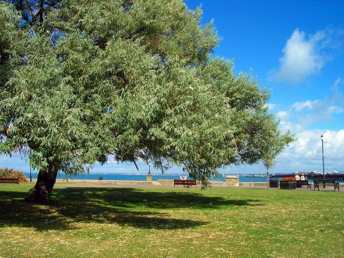 tree landscape seaside