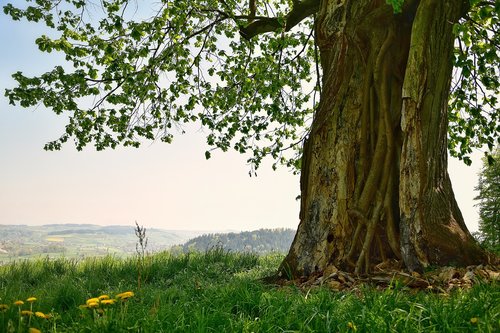 tree  hollow  nature