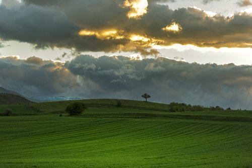 tree  sunset  fields