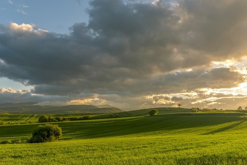 tree  sunset  fields