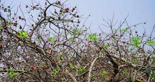 tree  fruit  healthy