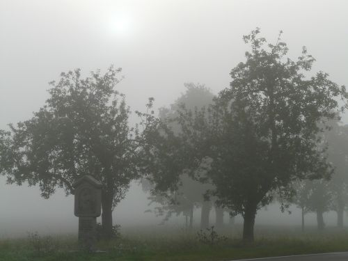 tree trees fog