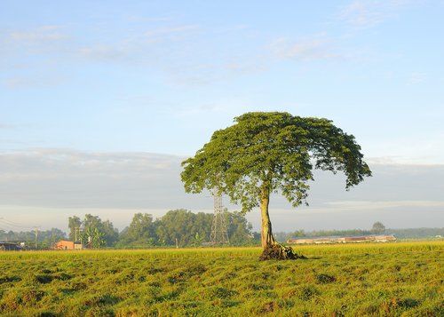 tree  field  landscape