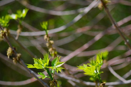 tree  spring  leaves