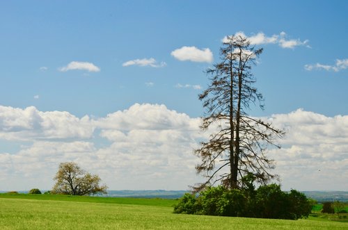 tree  landscape  nature