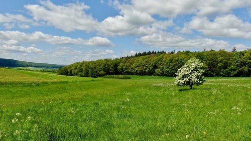 tree  forest  clouds