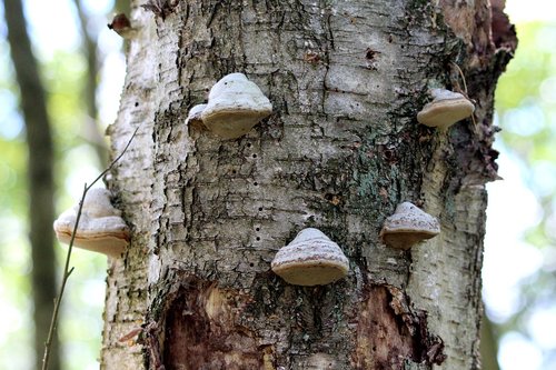 tree  mushrooms  mood
