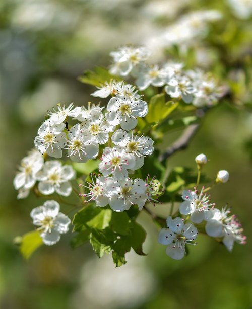 tree  a branch  flowers