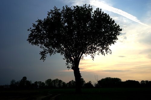 tree  tree sunset  tree silhouette