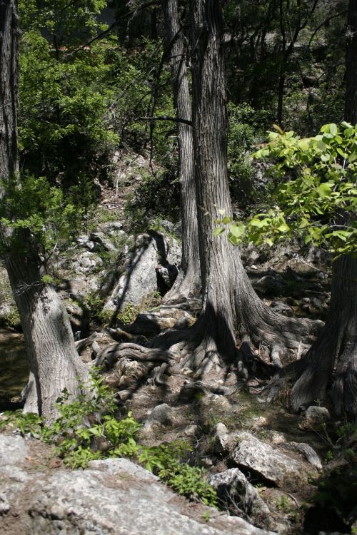 tree trunk forest