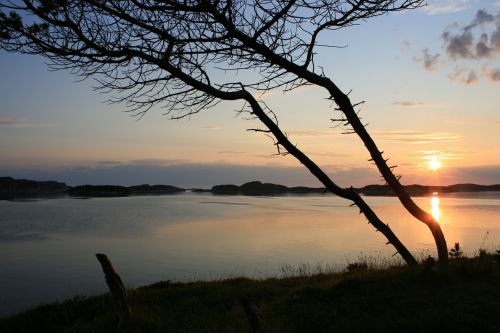 tree sunset norway