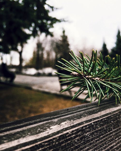 tree  nature  christmas tree