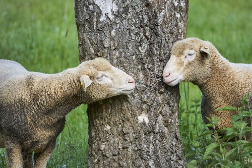 tree  sheep  landscape