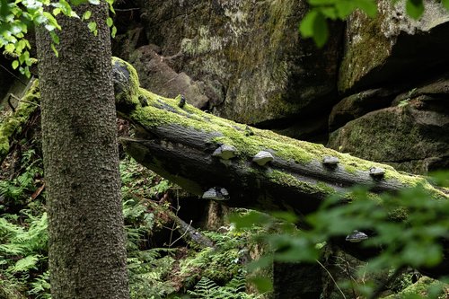 tree  mushrooms  forest