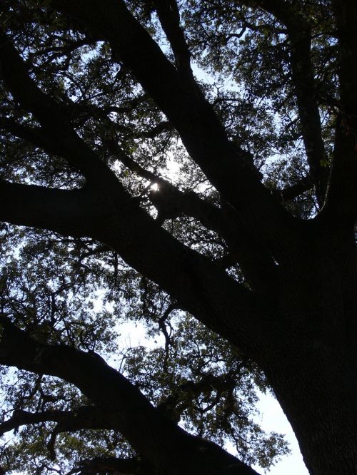 tree shadows landscape