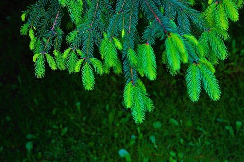 tree  green  pine