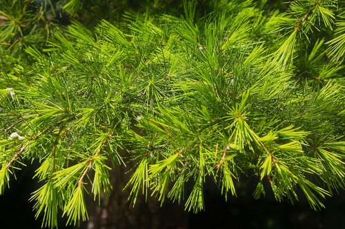 tree  pine  spring