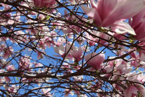 tree  blossom  blossoms