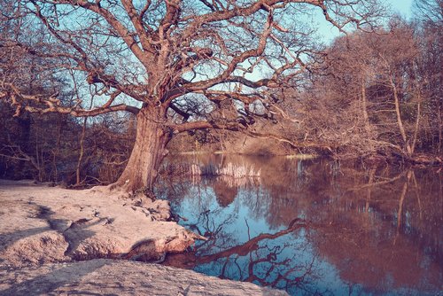 tree  lake  water