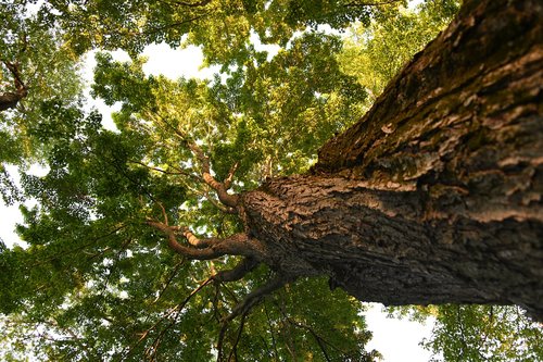 tree  sunshine  forest