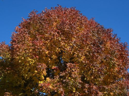 tree leaves autumn