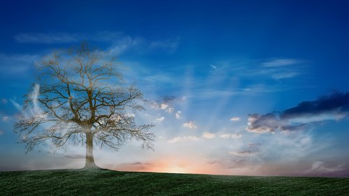 tree  sky  mist