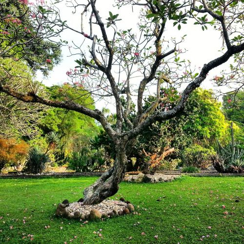 tree botanical garden green