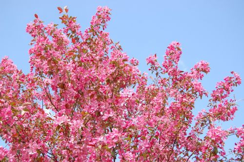 tree flowers spring