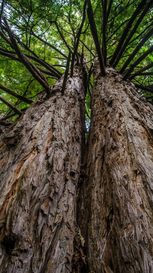 tree forest nature