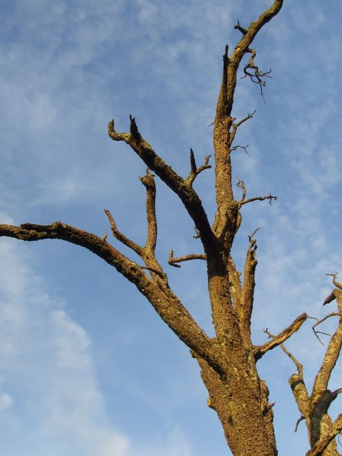 tree dead tree waldsterben