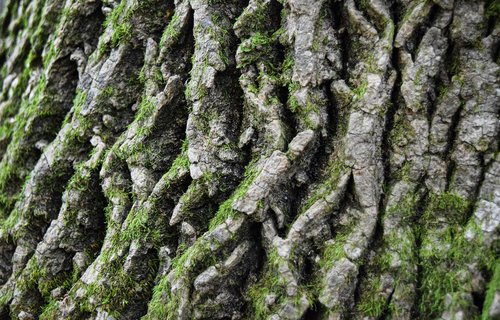 tree  bark  nature