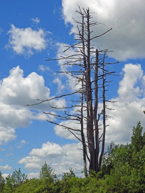 tree  nature  sky