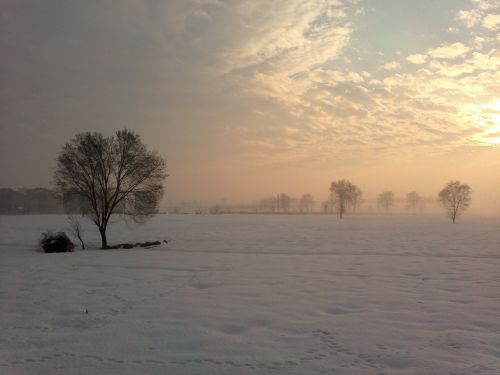 tree winter alone