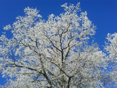 tree hoarfrost winter