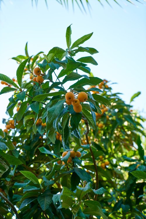 tree  fruit  tangerine