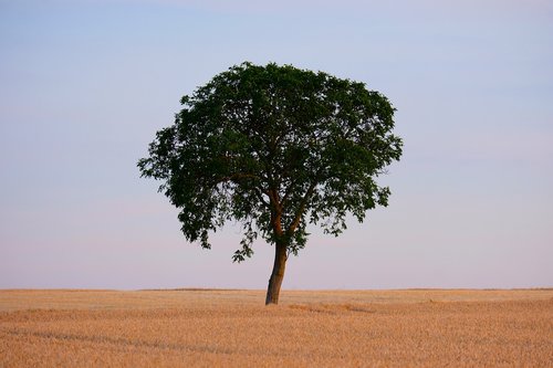tree  alone  nature