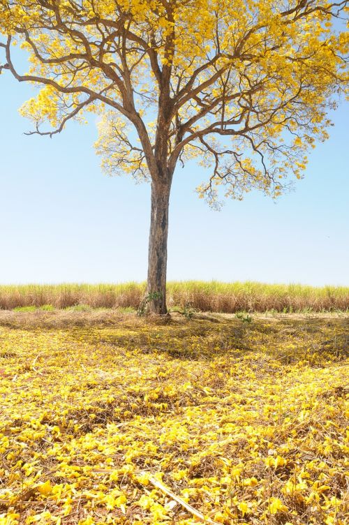 tree yellow spring