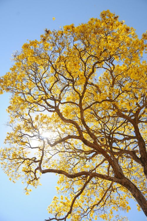 tree yellow spring