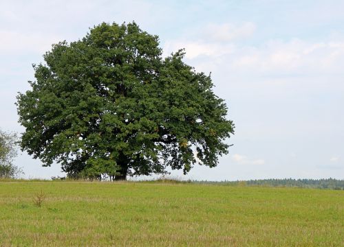 tree individually nature