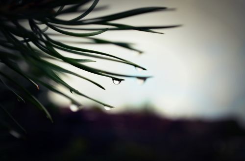 tree macro drop