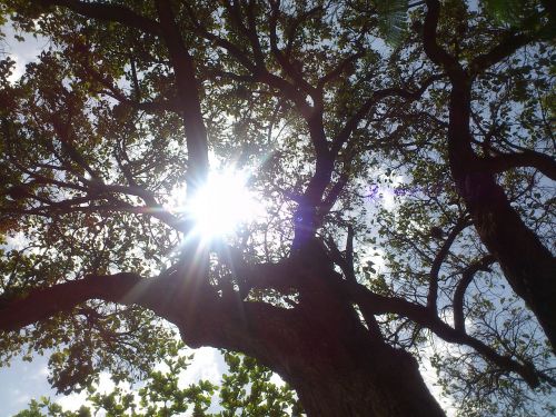 tree sun shadow