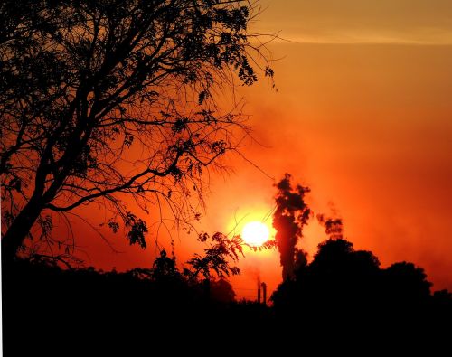 tree sol sunset