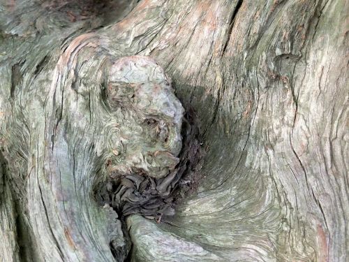 tree old wood