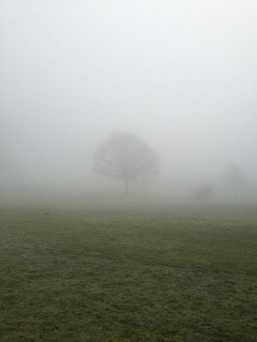 tree mist park