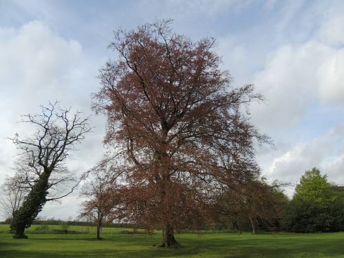 tree nature green