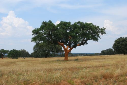 tree cork landscape