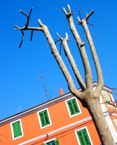 tree spring sky