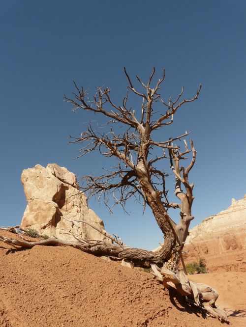 tree dry drought