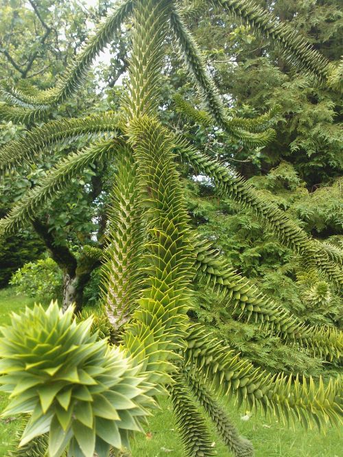 tree nature spiky