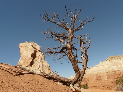 tree dry drought